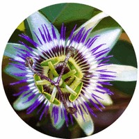 Passion Flower