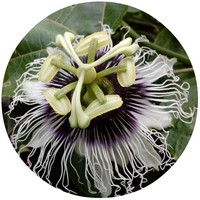 Passion Flower