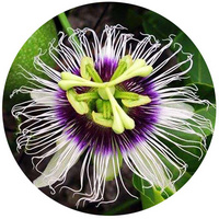 Passion Flower - Passiflora Cochinchinensis