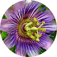 Passion Flower
