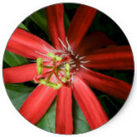 Passiflora Racemosa - Red Passion flower