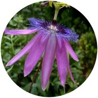 Pasiflora Amethystina