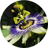 Passiflora Carrola