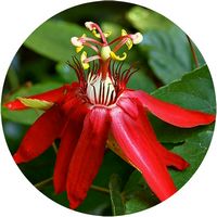 Passiflora Coccinea