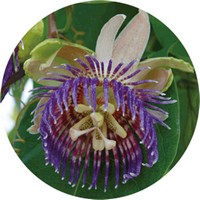 Passiflora Edulis