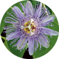 Passiflora Incarnata