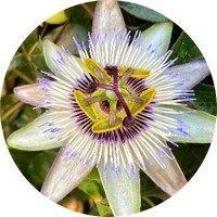 Passiflora Incarnata