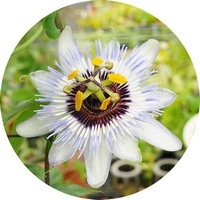 Passiflora Incarnata