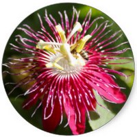 Passiflora Kermesina