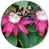 Passiflora Kermesina