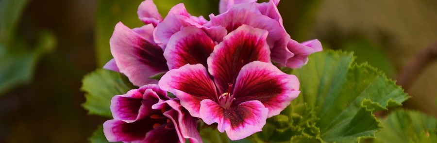 Pelargonios