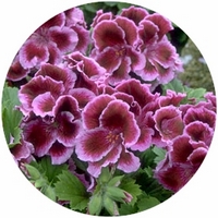 Pelargonium