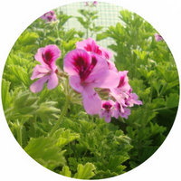 Pelargonium