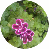 Pelargonium