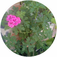 Pelargonium