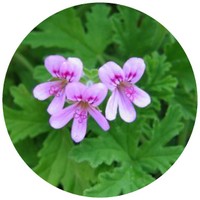 Pelargonium