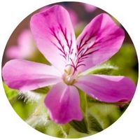 Pelargonium