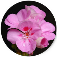 Pelargonium Asperum