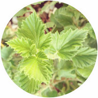 Pelargonium Betulinum