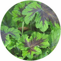 Pelargonium Chocolate