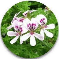 Pelargonium Citrodorum