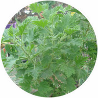Pelargonium Graveolens