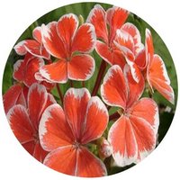 Pelargonium Hortorum