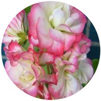 Pelargonium Hortorum