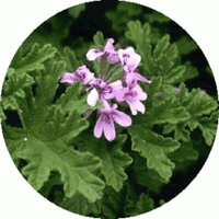Pelargonium Torrento