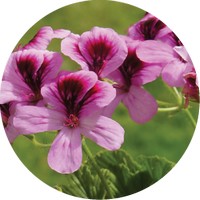Pelargonium Roseum