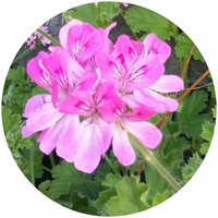 Pelargonium Roseum