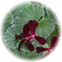 Pelargonium Sidoides