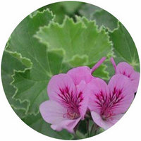 Pelargonium Torrento