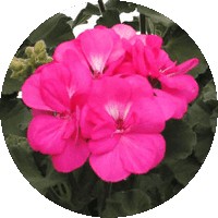 Pelargonium Zonale