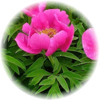 Peony - Paeonia Lactiflora