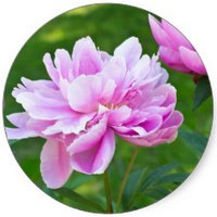 Peony - Paeonia Lactiflora