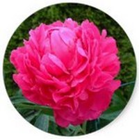 Peony - Paeonia - Pivoine