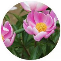 Peony - Paeonia - Pivoine