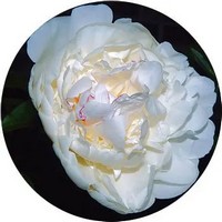 Peony - Paeonia - Pivoine