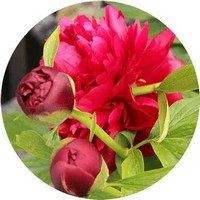 Peony - Paeonia - Pivoine