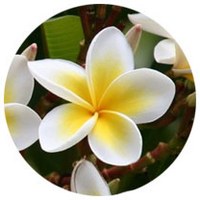 Plumeria Alba