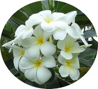 Plumeria Alba