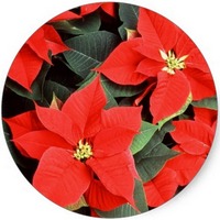Euphorbia Pulcherrima - Poinsetia