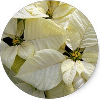 Euphorbia Pulcherrima - Poinsetia