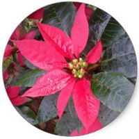 Euphorbia Pulcherrima - Poinsetia