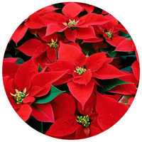 Euphorbia Pulcherrima - Poinsetia