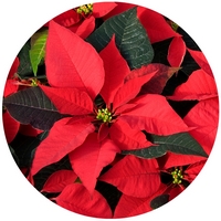 Euphorbia Pulcherrima