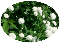 Ranunculus Aconitifolius