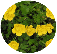 Ranunculus Repens