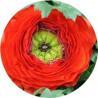 Ranunculos Ornamentales